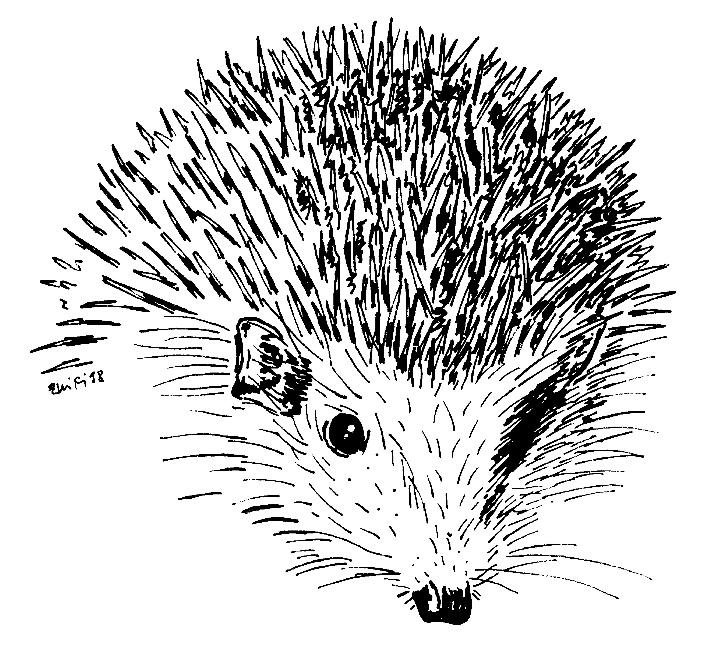 Strichzeichnung Igel