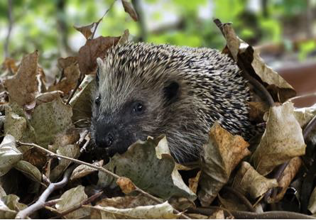 Igel in der Igelstation Kollbrunn