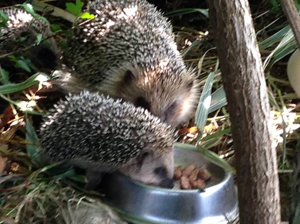 Igel-im-Garten-003