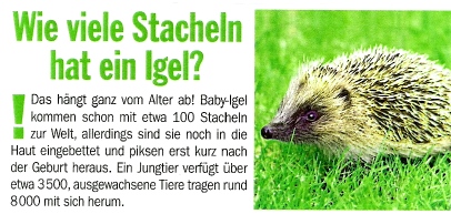 Wie viele Stacheln hat ein Igel? Wie viele Stacheln hat ein Igel?