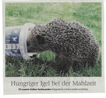 Igel auf Nahrungssuche