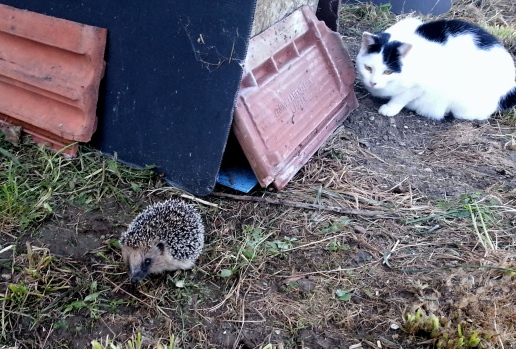 Igel und Katze