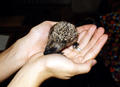 Junger Igel in Hand